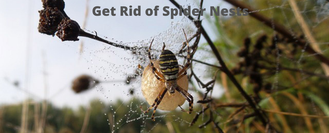 get rid of spider nest, spider nest removal, how to get rid of spider nest